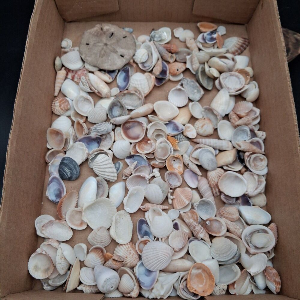 Natural Sea Shell & Sand Dollar Lot 12 oz Assorted Shells Coastal Craft Decor